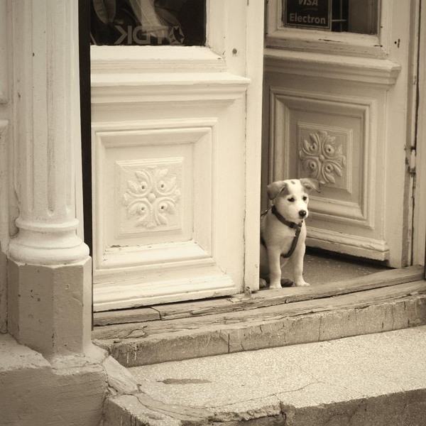 covaci_dianacretu_01