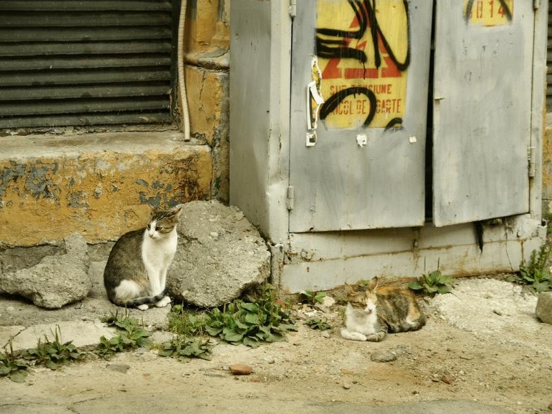 soarelui_dianacretu_02