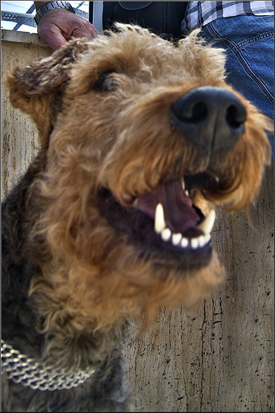 serban-vornicu_salonuldefoto_03