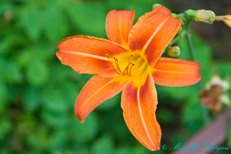 200900606_marcella_02