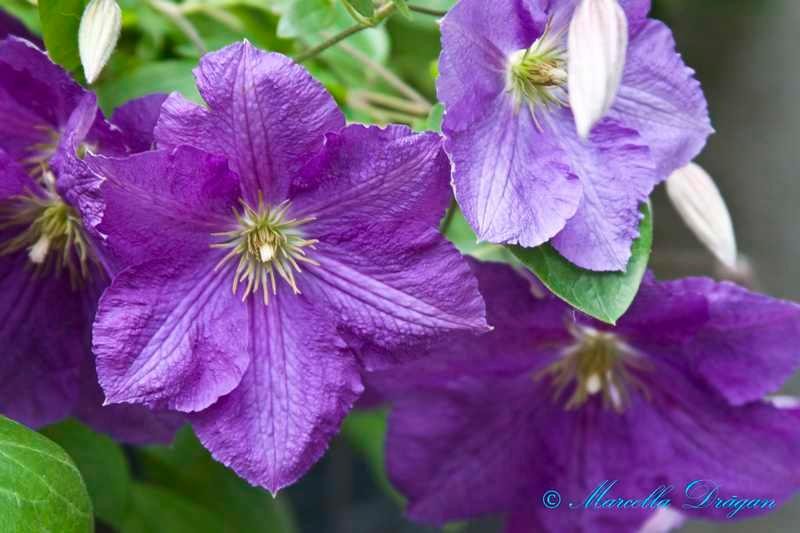 200900606_marcella_06