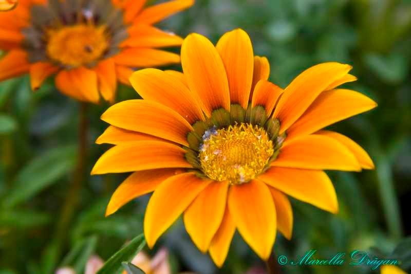 200900606_marcella_08