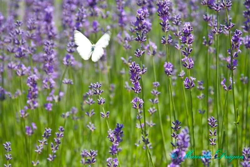 200900606_marcella_10