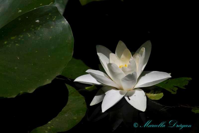 200900606_marcella_13