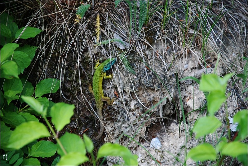 24-o-soparla-la-trovanti