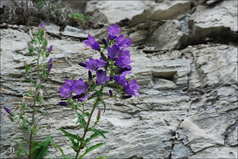 9flori-langa-pestera-polovragi