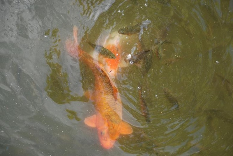 in-lacul-gradinii-botanice