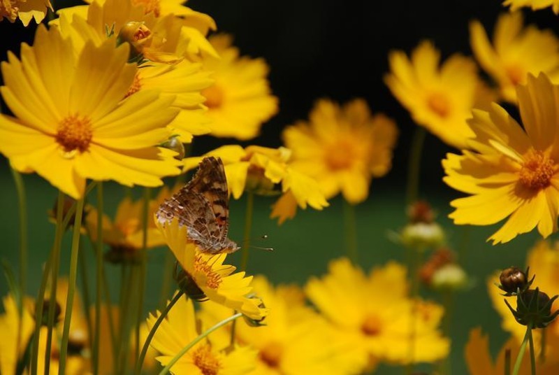 lumea-mea-e-perfecta