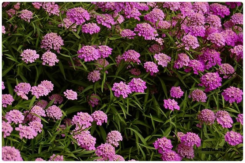 20090606_gmihaila_03