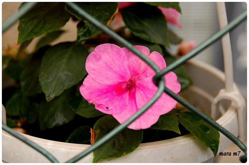 20090606_gmihaila_05