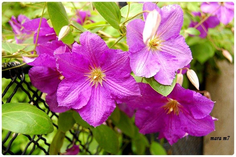 20090606_gmihaila_10