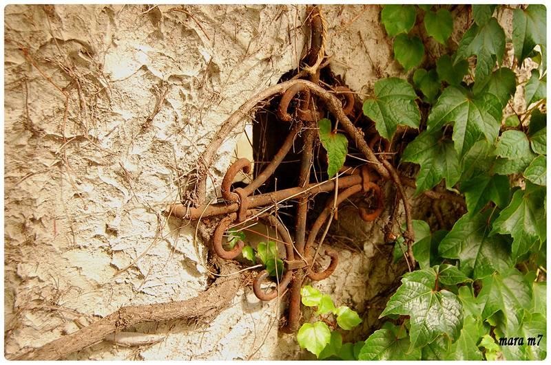 20090606_gmihaila_12