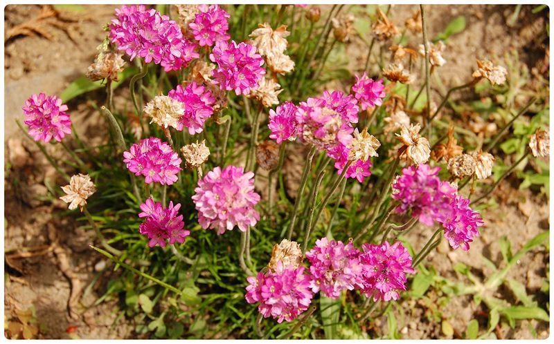 20090606_gmihaila_15