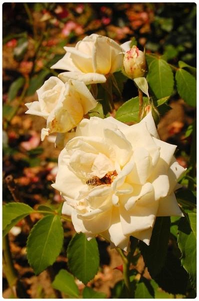 20090606_gmihaila_17