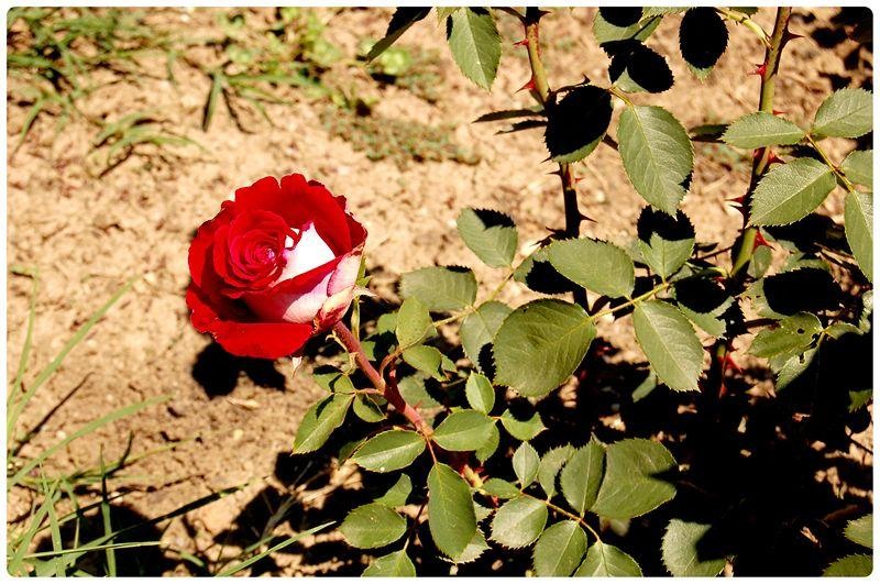 20090606_gmihaila_18