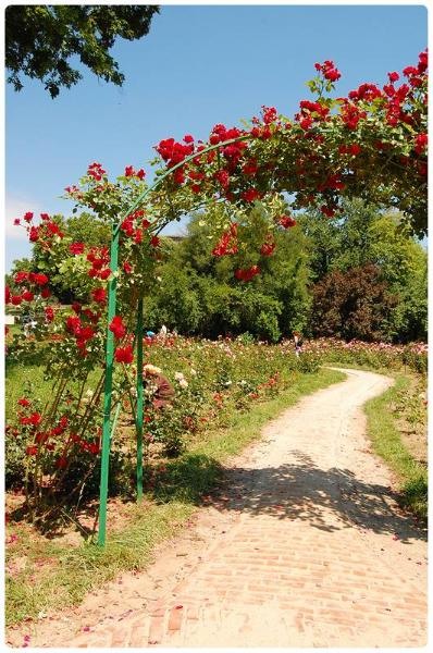 20090606_gmihaila_19