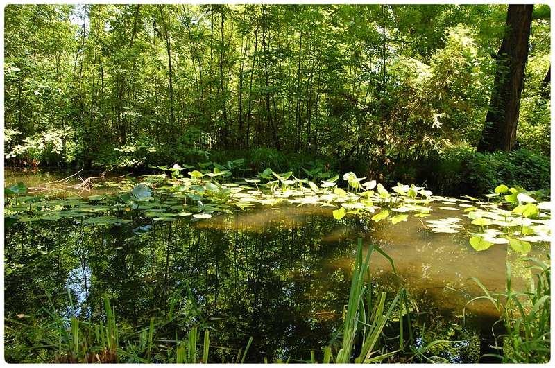 20090606_gmihaila_21