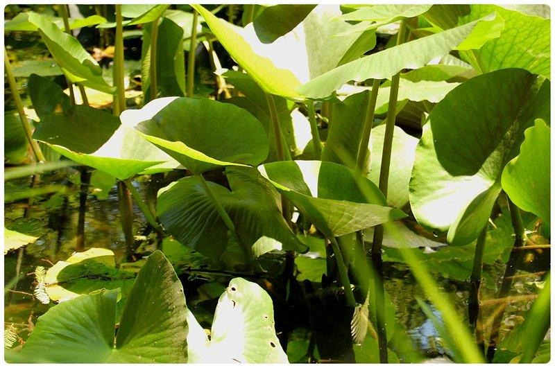 20090606_gmihaila_22