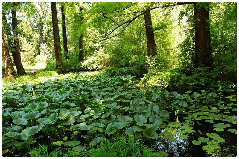 20090606_gmihaila_23