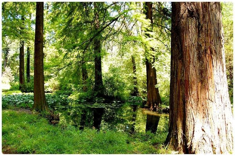 20090606_gmihaila_24