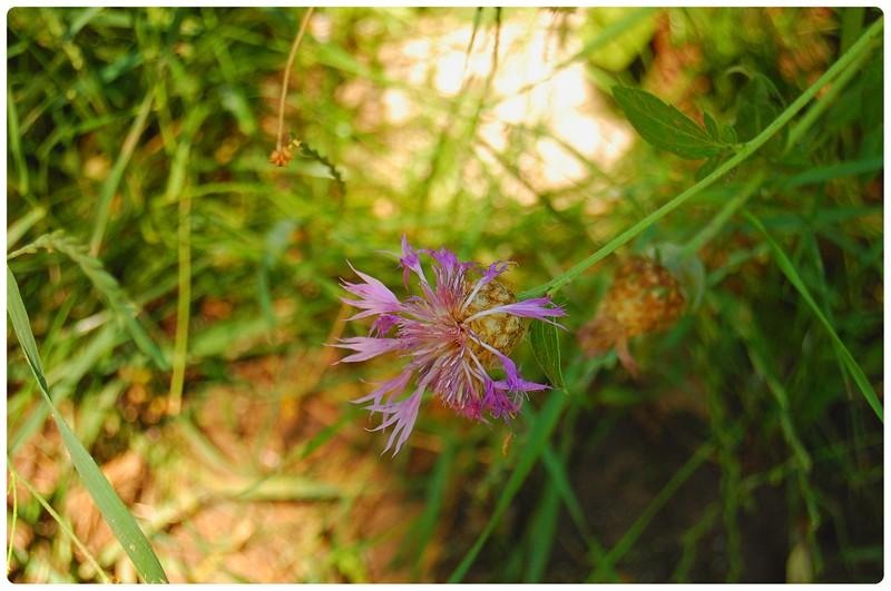 20090606_gmihaila_26