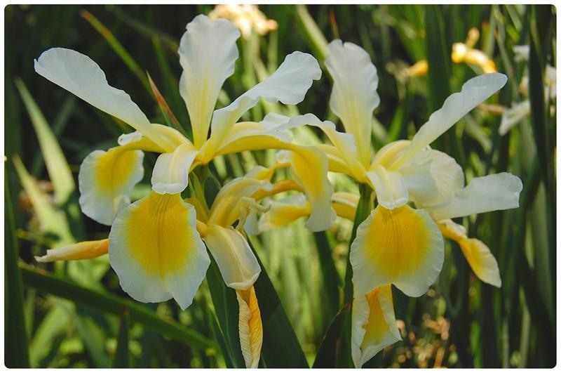 20090606_gmihaila_27