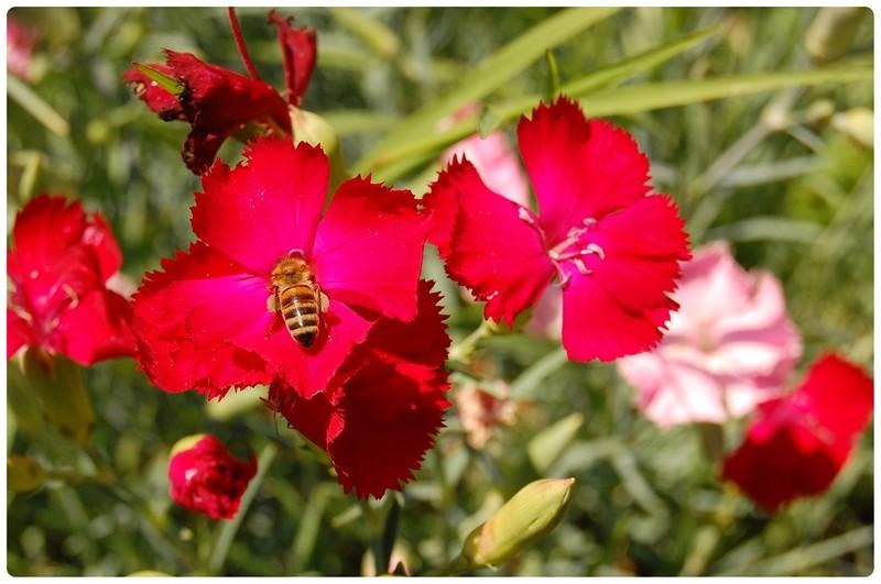 20090606_gmihaila_28