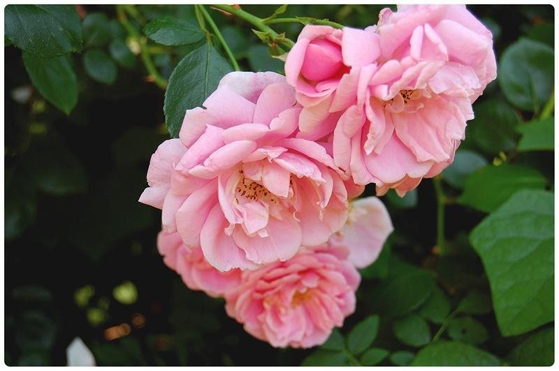 20090606_gmihaila_29