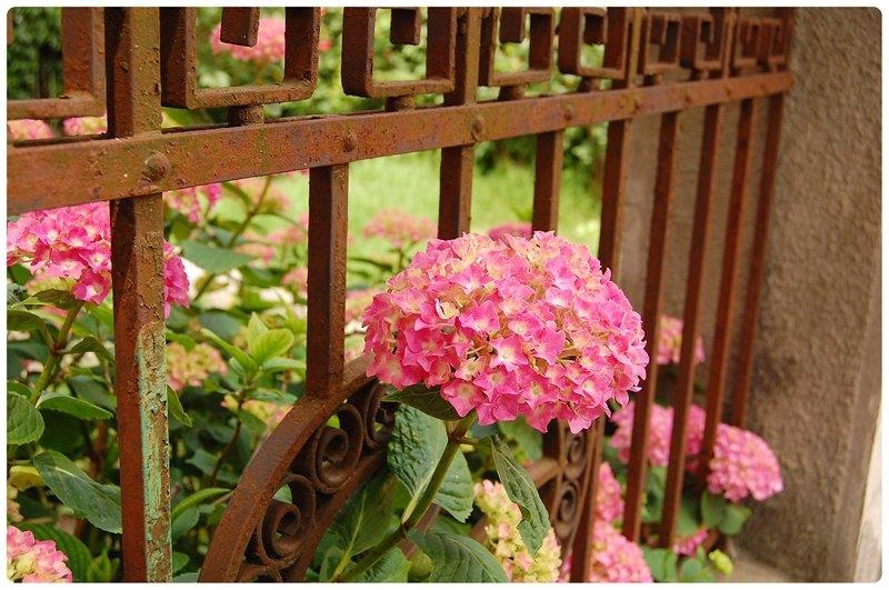 20090606_gmihaila_31