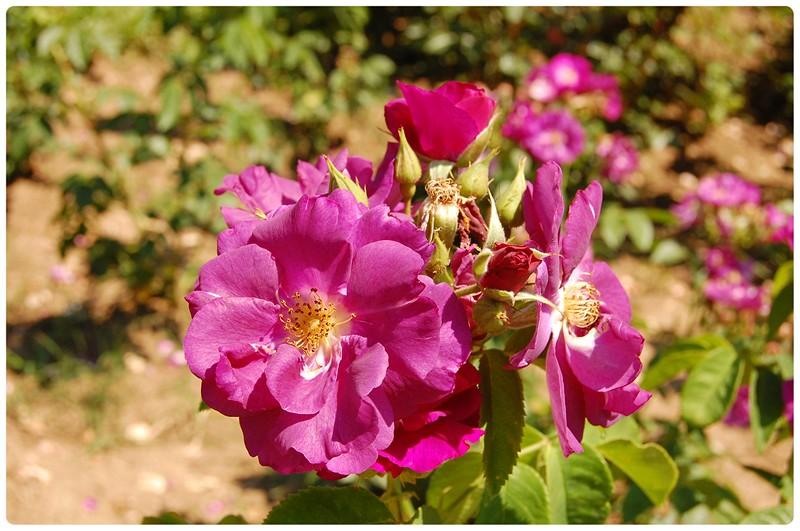 20090606_gmihaila_32