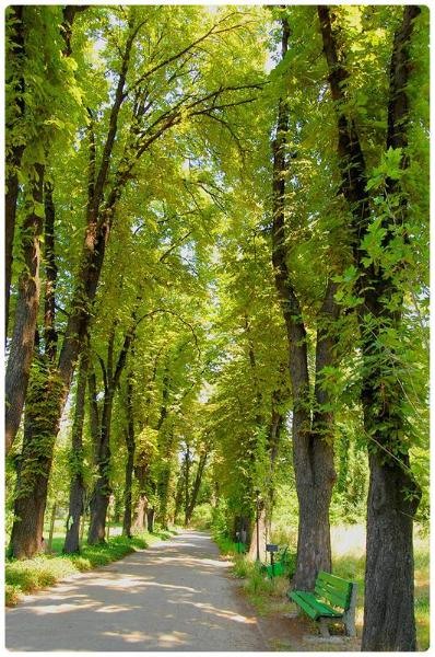 20090606_gmihaila_33