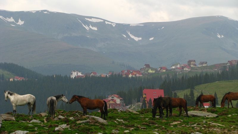 Cai liberi,Transalpina, Ranca