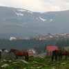 Cai liberi,Transalpina, Ranca