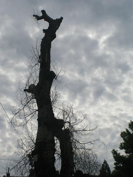 20090606_cmunteanu_02