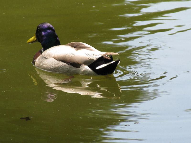 20090606_cmunteanu_11