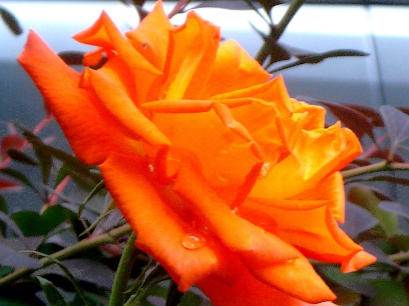 orangerose