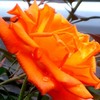 orangerose