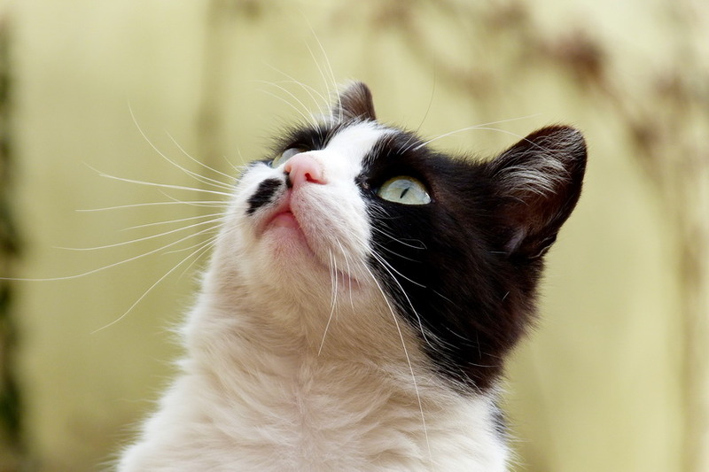 little-birdwhere-are-you