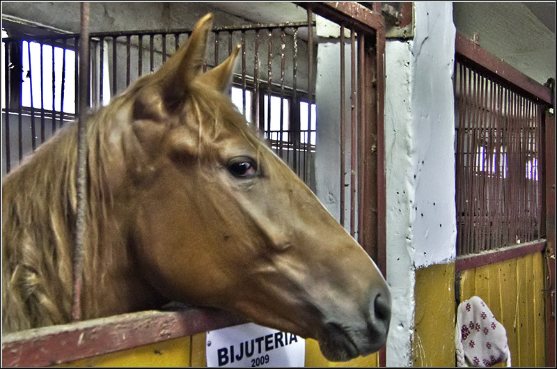 serban-vornicu_derbytrap_02