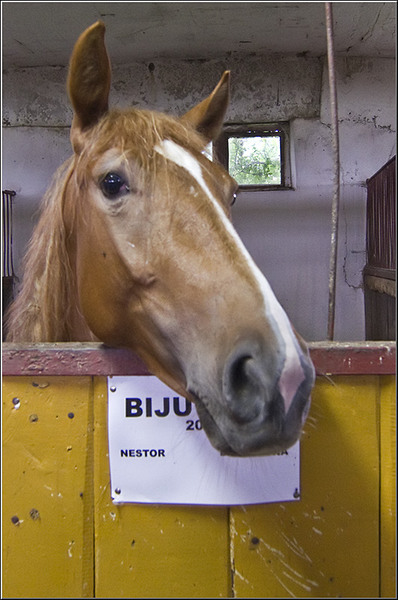 serban-vornicu_derbytrap_03