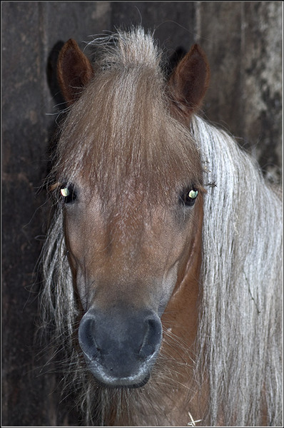 serban-vornicu_derbytrap_06