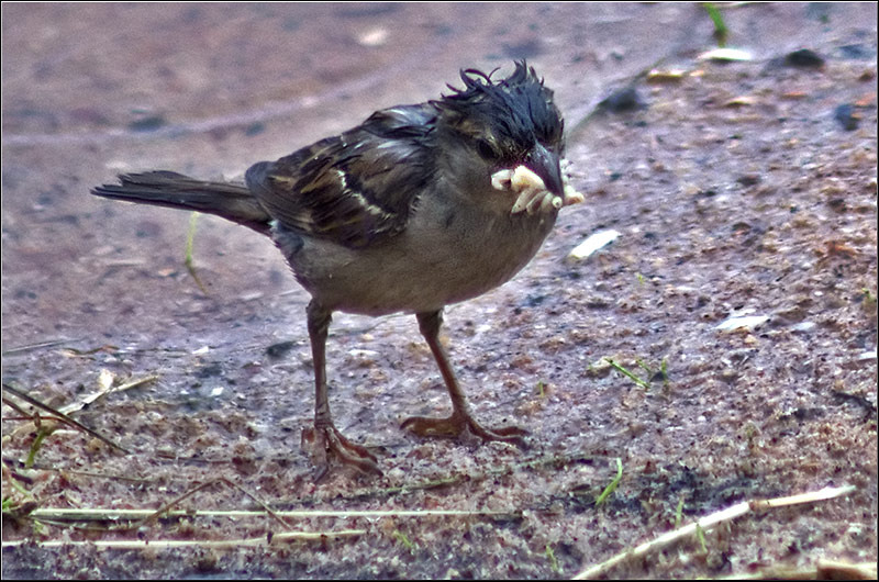 serban-vornicu_derbytrap_07