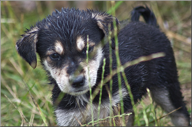 serban-vornicu_derbytrap_08