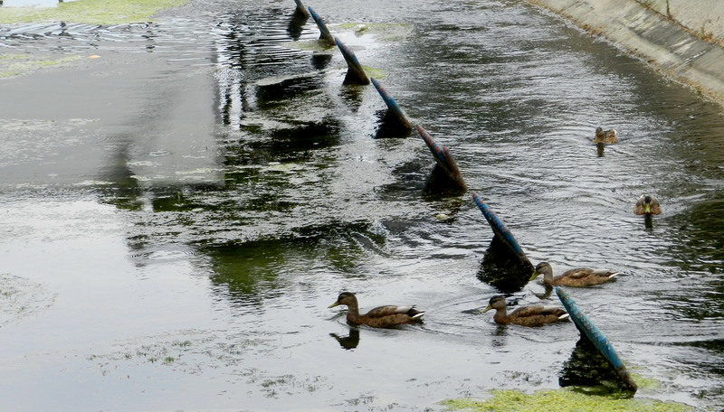 2-dambovita-apa-lina