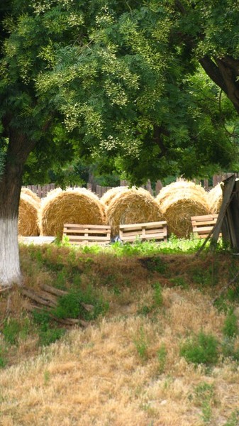 Fantezie in galben si verde
