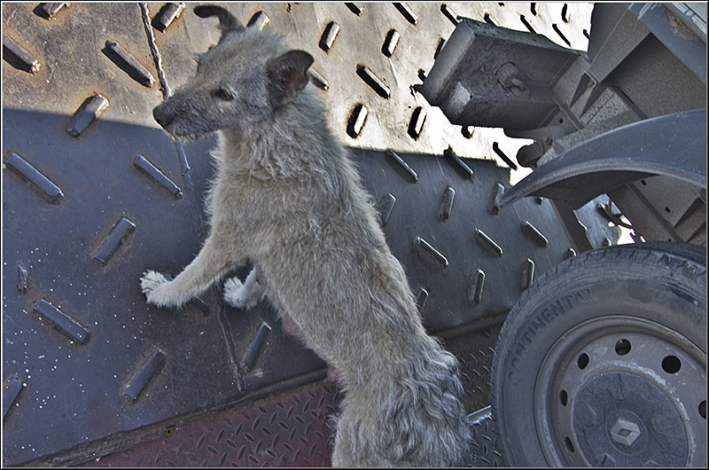 serban-vornicu_dobrogea_i-azi_03