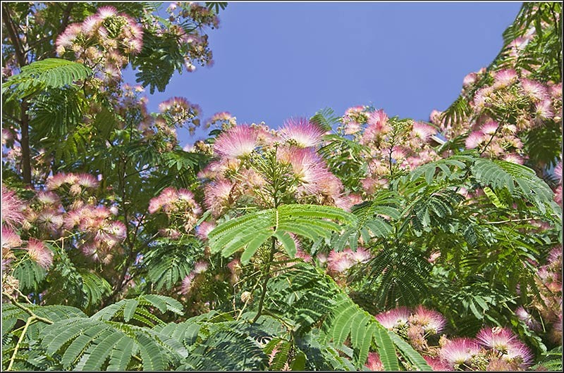 serban-vornicu_dobrogea_i-azi_13