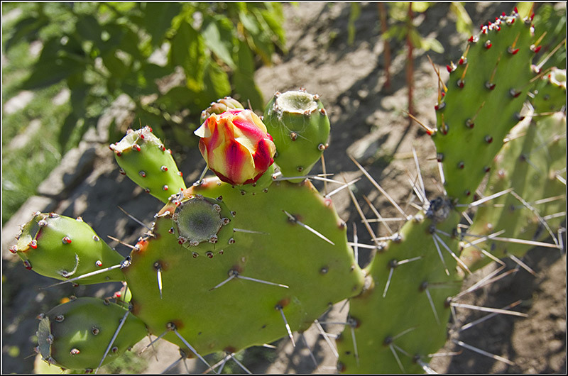serban-vornicu_dobrogea_i-azi_14