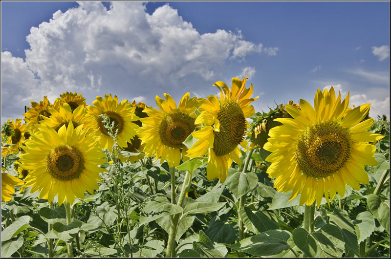 serban-vornicu_dobrogea_i-azi_32