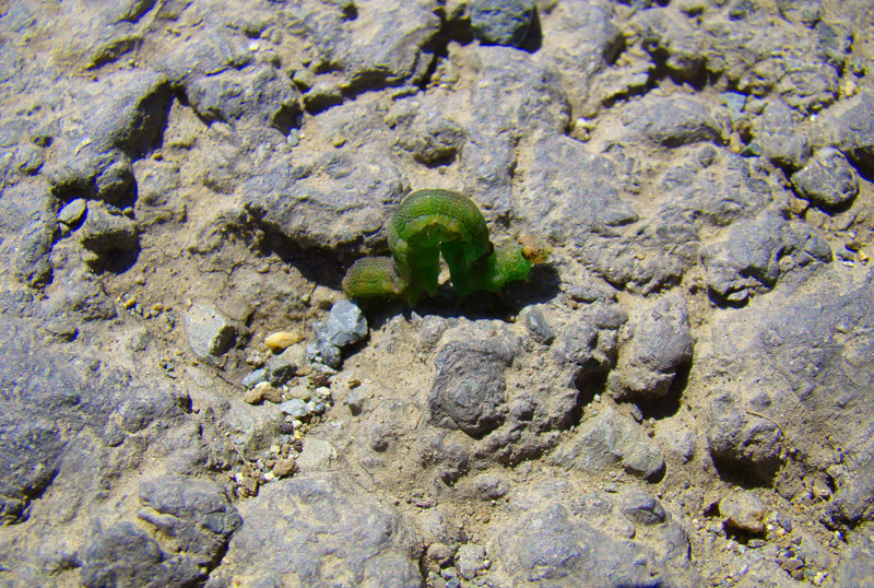 Mic, verde si arcuit